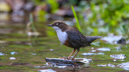 Dipper at the Mossig river