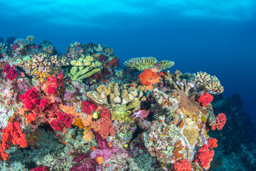 Obraz na płótnie Canvas Underwater Reef in Fiji
