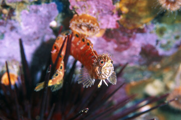 A skittish mosshead warbonnet fish wraps its body around the spines of a sea urchine in hops to evade my camera.