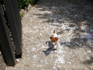 A Jack Russell dog feels alone amidst white confetti on the ground