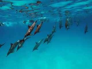 Dolphins. Spinner dolphin. Stenella longirostris is a small dolphin that lives in tropical coastal...