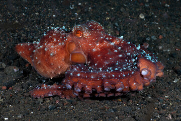 Incredible Underwater World - Starry night octopus - Callistoctopus luteus. Diving and underwater...