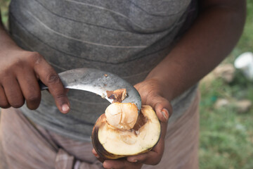 Hand Holding Cutting Or Peeling Fresh Indian Ice Apple A Palm Fruit Also Called Nungu, Pananungu Or...