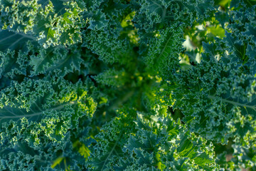 Overhead view of Kale plant with copy space