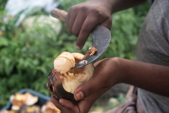 Hand Holding Cutting Or Peeling Fresh Indian Ice Apple A Palm Fruit Also Called Nungu, Pananungu Or Palmyra Fruit. A Natural Coolant, Juicy, Translucent, Native Fruit Enjoyed In South India In Summer