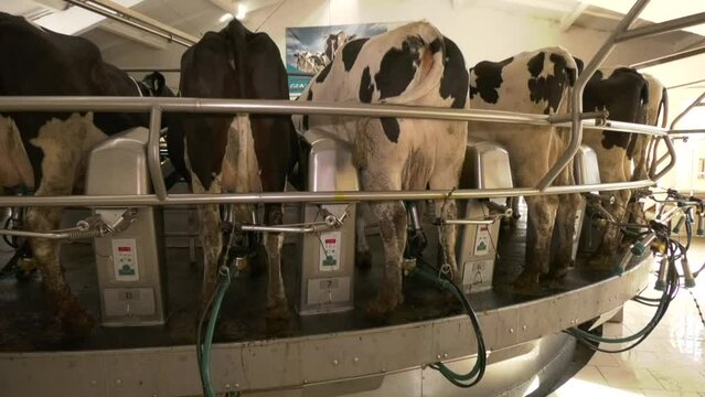 agriculture, dairy farm, carousel for milking cows