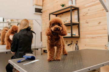 Teacup Poodle Dog on the grooming table waiting a haircut from professional groomer