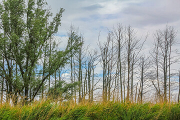 Beautiful natural landscape view panorama forest Oste river water Germany.