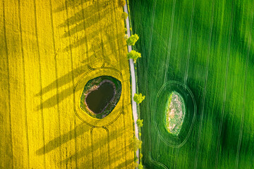 Half green wheat and yellow rape fields in Poland countryside.