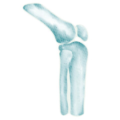 Anatomy of the knee and orthopedics surgery in bright watercolor.PNG