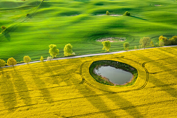 Yellow rape fields in Poland countryside. Aerial view of agriculture