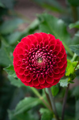 Red dahlia close up. Ideal geometry in nature. Floral vertical background for screensavers,...