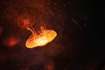 Obraz na płótnie Canvas a bright jellyfish with dark background