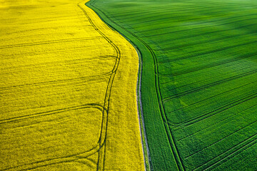 Half yellow and green field in countryside at spring.