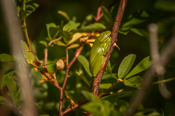Green Treefrog sleeping on a plant stem