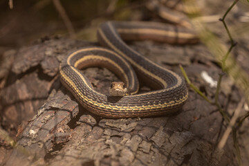 Ribbon Snake on the trail