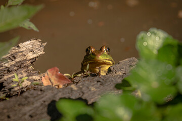Bullfrogs singing in the marsh
