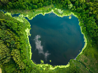 Green algae on the lake. Aerial view of nature, Poland.
