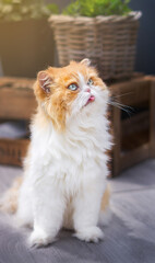 Obraz premium persian cat with his tongue out