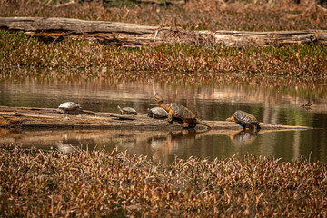 Turtles resting on a log in the marsh