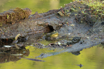 Fototapeta na wymiar Bullfrogs singing in the marsh