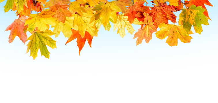 orange fall  leaves, autumn natural background