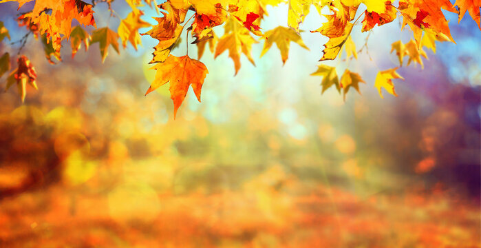 orange fall leaves, autumn natural background