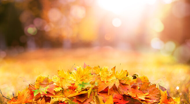 orange fall leaves, autumn natural background