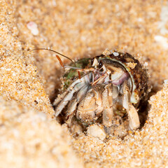 small hermit crab on the beach, night shooting by the ocean
