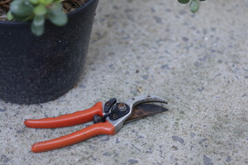 pruning tool