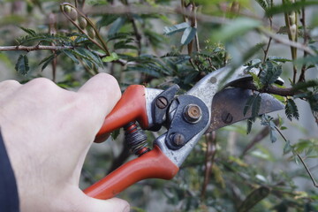 pruning tool