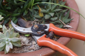 pruning tool