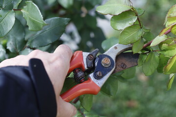 pruning tool