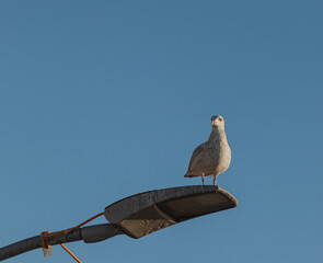 möwe sitzt auf einer straßenlaterne vor blauen himmel mit wolken