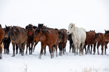 Wild horses are running and on the snow. Yilki horses are wild horses that are not owned in Kayseri, Turkey