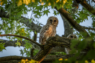 Barred Owl fledgling perched in a tree