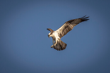Osprey scans the water for fish