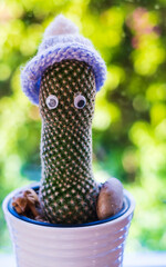 Cactus in the house in a warm winter hat. Energy crisis in Europe. Finance crisis. Economy problem,...