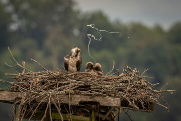 Osprey young keeping the nest clean