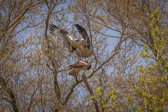 Osprey Mating In A Tree