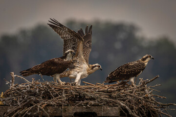 Osprey fledgling trying out its wings