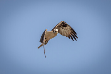 Osprey scans the water for fish