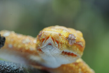 close up of a Phyton 