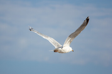 animals in their environnements 