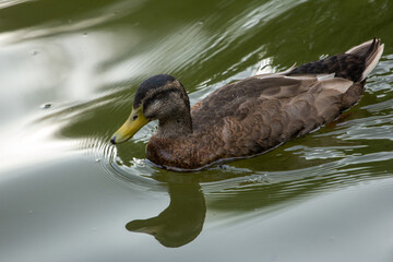 animals in their environnements 