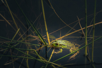 ein kleiner grüner Frosch zwischen Grashalmen im dunklen Teich streckt den Kopf aus dem tiefen...