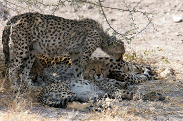 Fototapeta na wymiar View of Cheetah with cubs