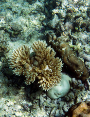 Naklejka na ściany i meble A view of an acropora coral