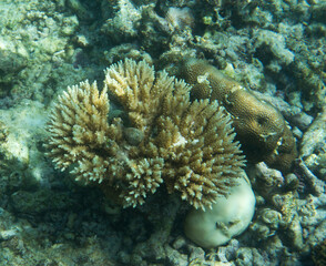 Fototapeta na wymiar A view of an acropora coral