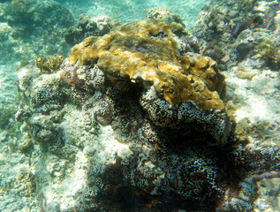 Fototapeta na wymiar A view of the coral reef
